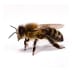 bees-wasps bees wasps