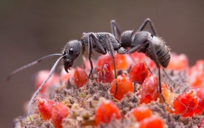 What Kills Ants? Your Ultimate Guide to Ant-Free Living