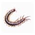 centipedes centipedes