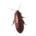 cockroaches cockroaches