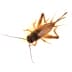 crickets Crickets