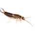 earwigs earwigs