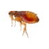 fleas Flea up close