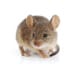 house-mice house mice