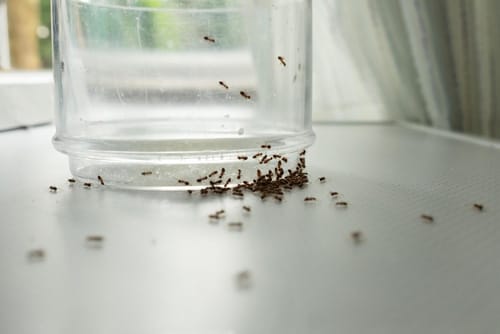 ant looking for food