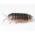 pill-bugs pill bugs
