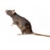 rats A Rat on hind legs