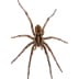 spider spider