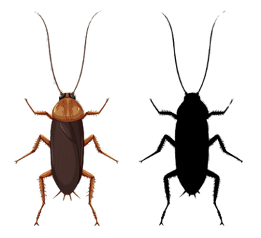 cockroach with a sillhouette