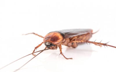 Ultimate Guide on How to Get Rid of Roaches for Good in Your Home