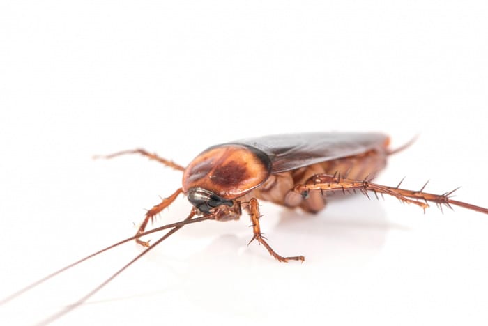 cockroach-white-background cockroach white background