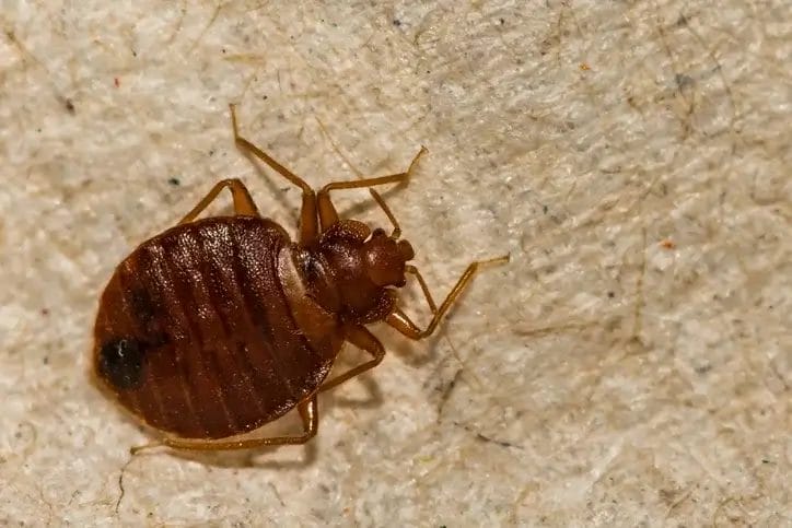 bed-bugs Bed Bug up close