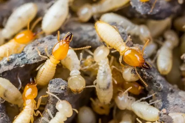 termites_1 termites