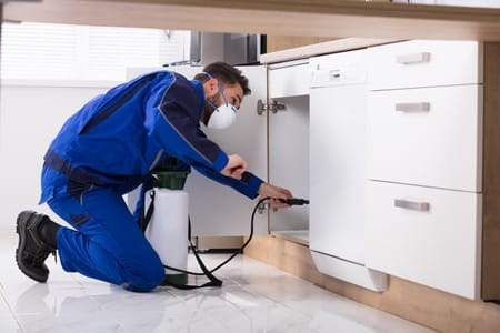 home-pest-control Beeline Pest Control
