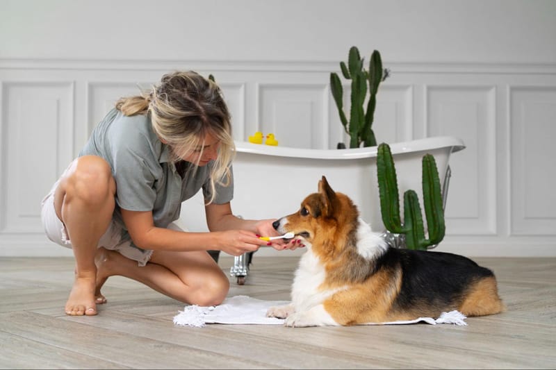 washing pet dog home