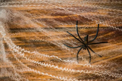 Top 5 Effective Methods to Keep Spiders Out of Your Texas Home