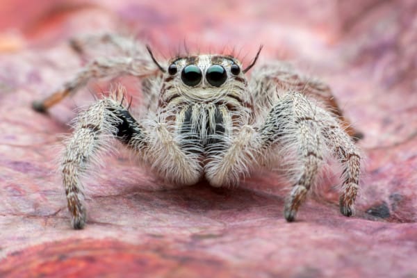 spider