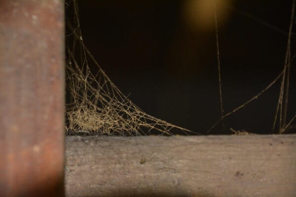 spider webs