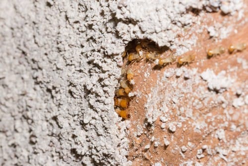 termites-damaged-wall termites-damaged-wall