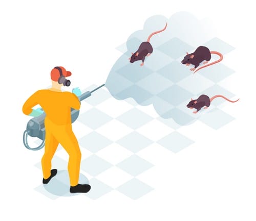 rats-in-san-antonio-texas Rat control