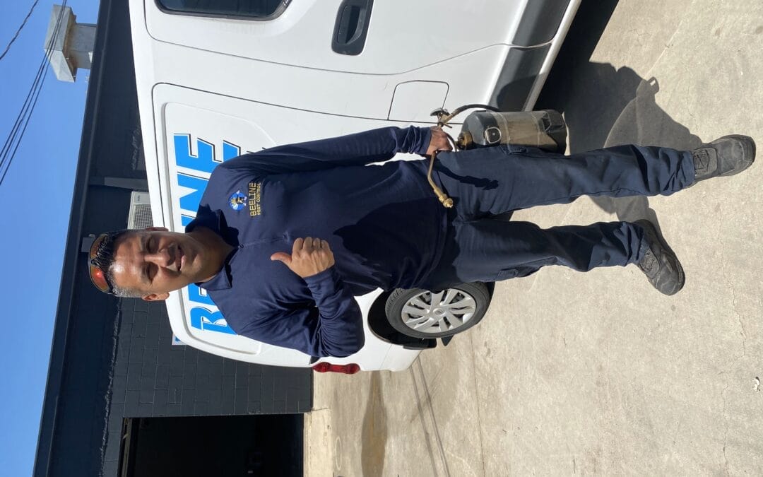 The Big Clean-Up: Tackling Cockroaches and Ants in Shertz