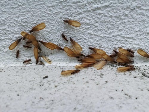termites