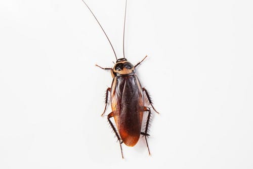 Close-up-cockroach cockroach