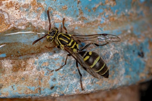 adult-wasp adult-wasp