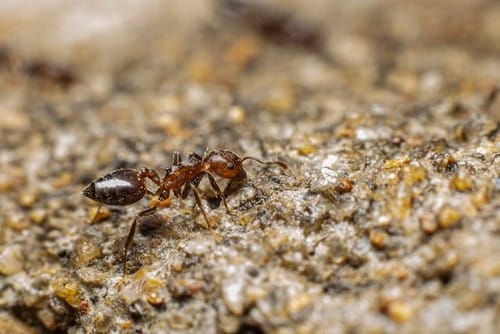 ant-on-ground Ants