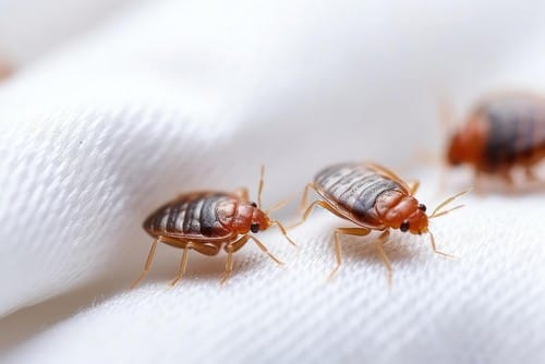 bed-bugs-white-cloth ticks