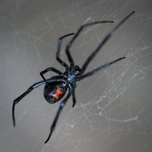 black-widow-spider-web black-widow-spider-web