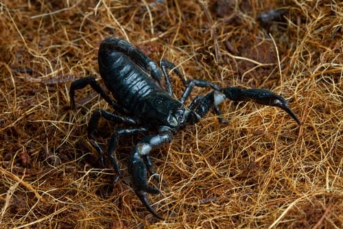 emperor-scorpion Scorpion