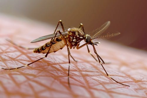 mosquitoe-detailed Mosquito