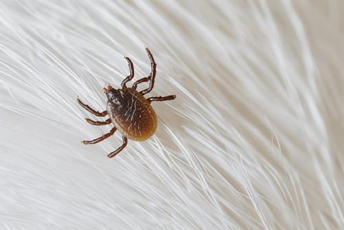 tick-white-flower Tick