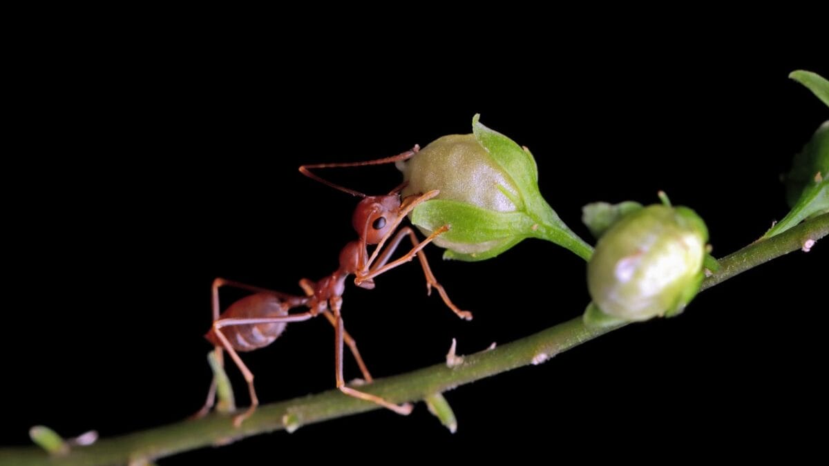 Ant gripping on a green bud Ant and a green bud