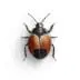 bed-bug - Beeline Pest Control of Texas bed-bug