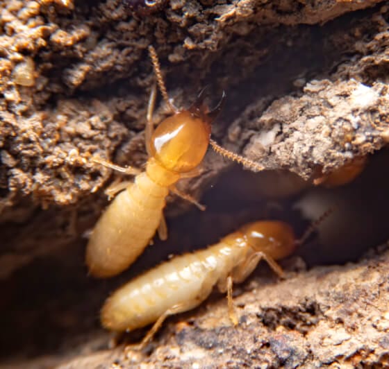 small-termite-decaying-timber-termite-ground-is-searching-food 2 termites