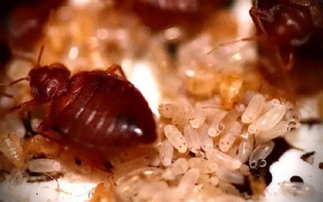 The Battle Against Bedbugs: What We Accomplished