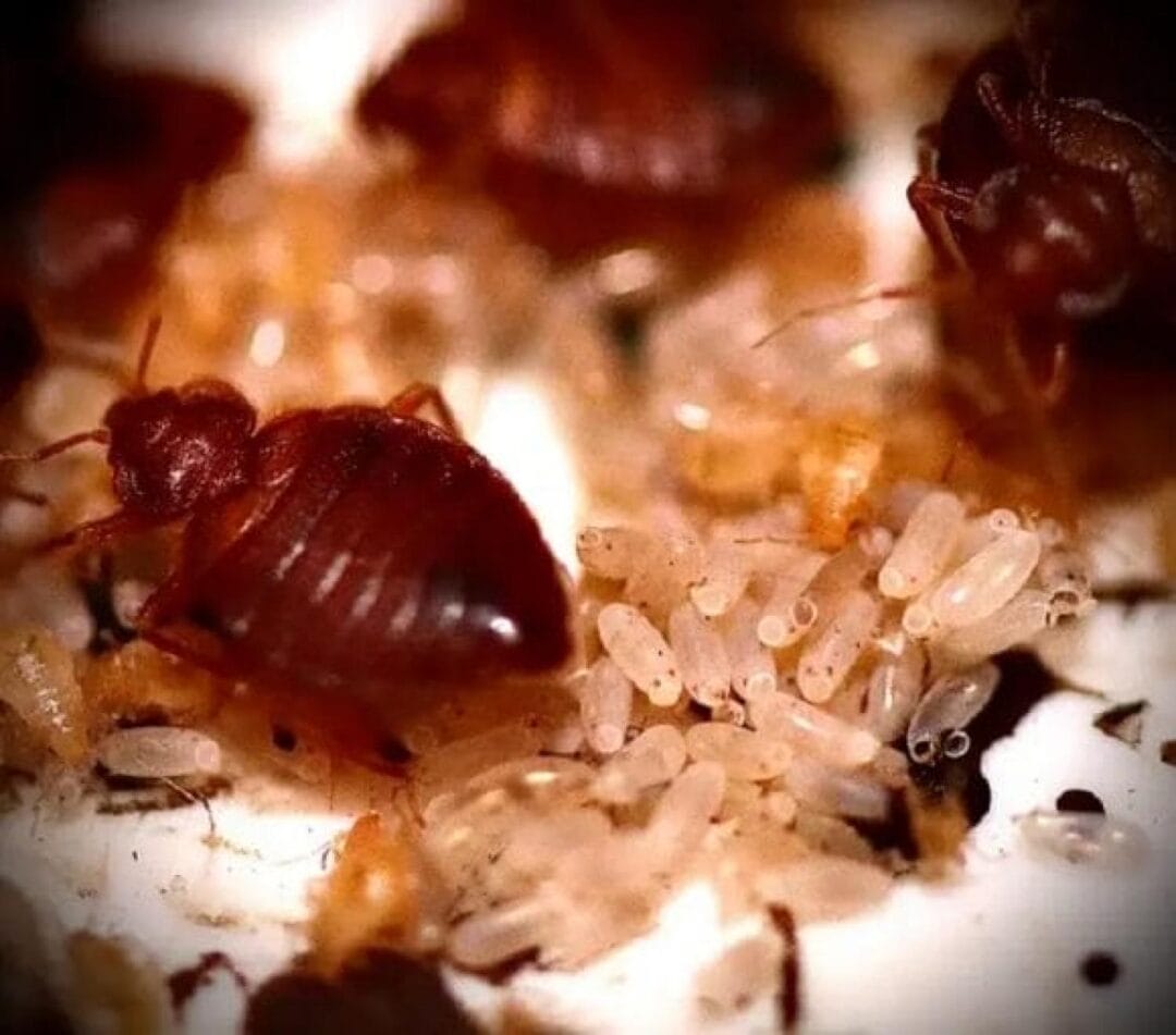 Close-up of adult bed bugs and cluster of eggs, common sign of infestation in Texas homes