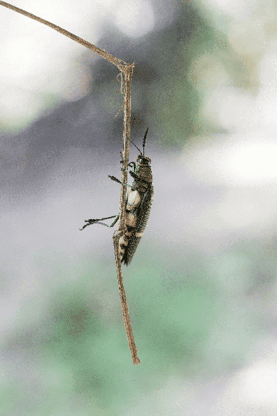 Insect on a stick