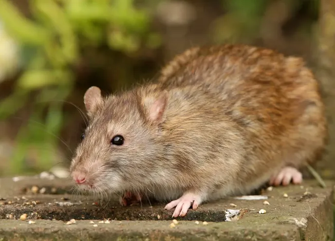 rat_optimized Rat