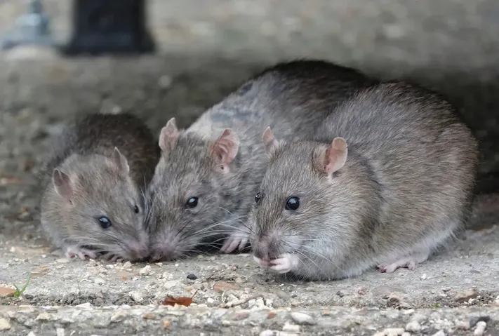 three-rats_optimized three rats