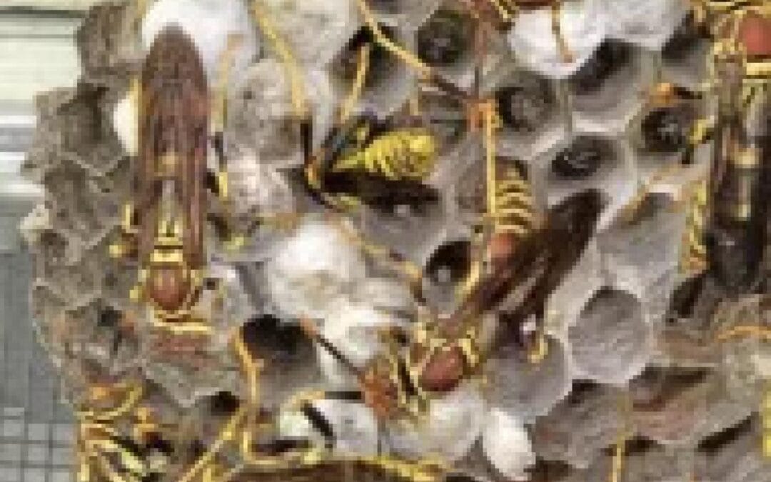 What We Learned About Guinea Paper Wasps