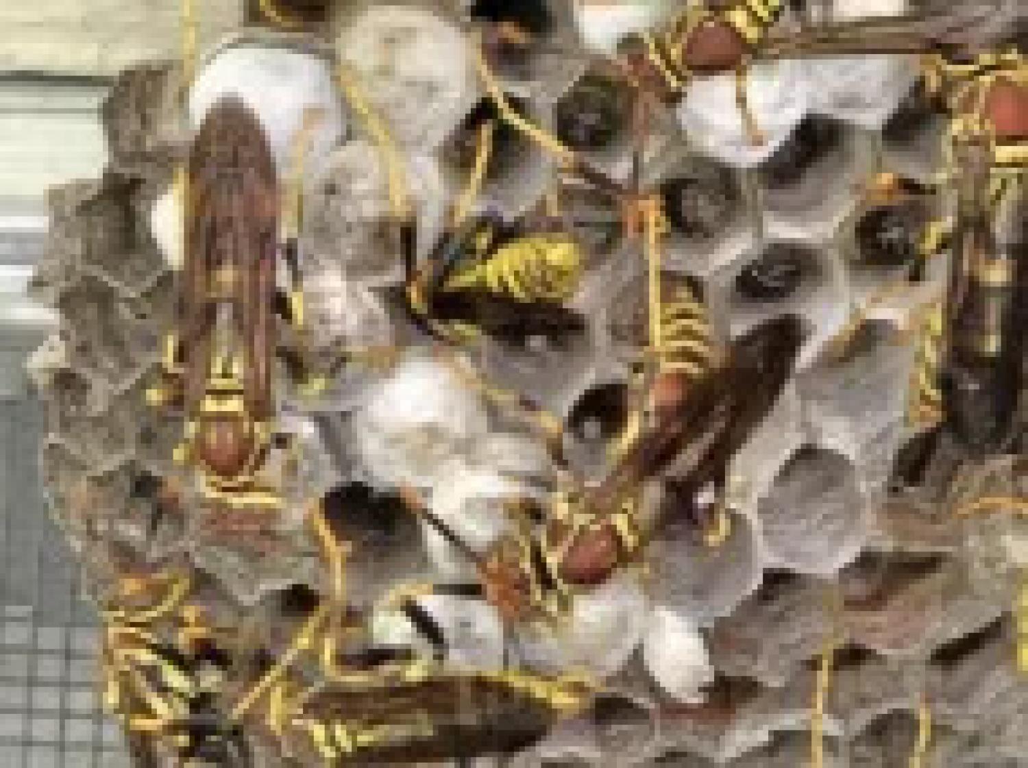 What We Learned About Guinea Paper Wasps