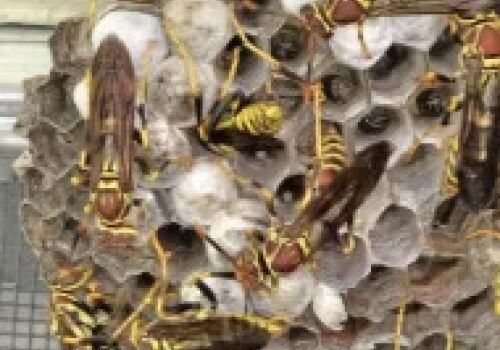 What We Learned About Guinea Paper Wasps
