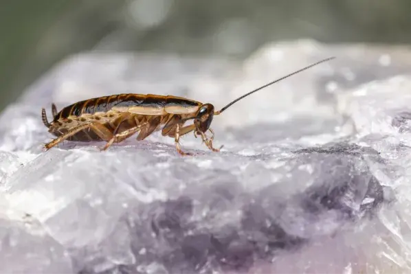 German cockroach – Texas pest control and extermination