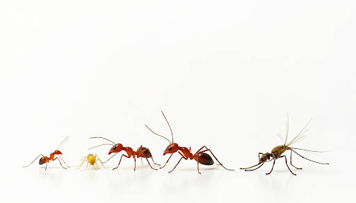 A visual comparison of different sizes of ants lined up on a white background.