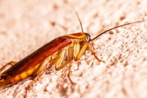 cockroach