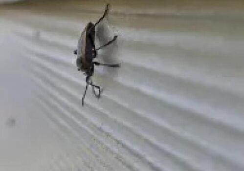 A Closer Look at How Bordered Plant Bugs and Ants Work Together