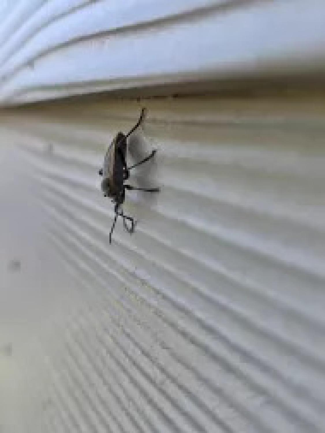 A Closer Look at How Bordered Plant Bugs and Ants Work Together